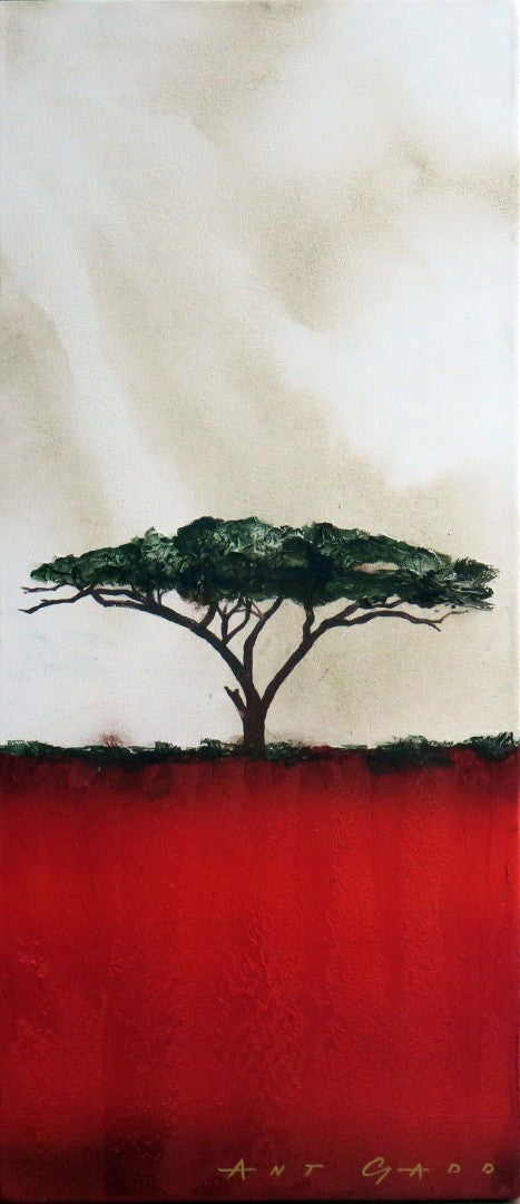 Juniper Wattle