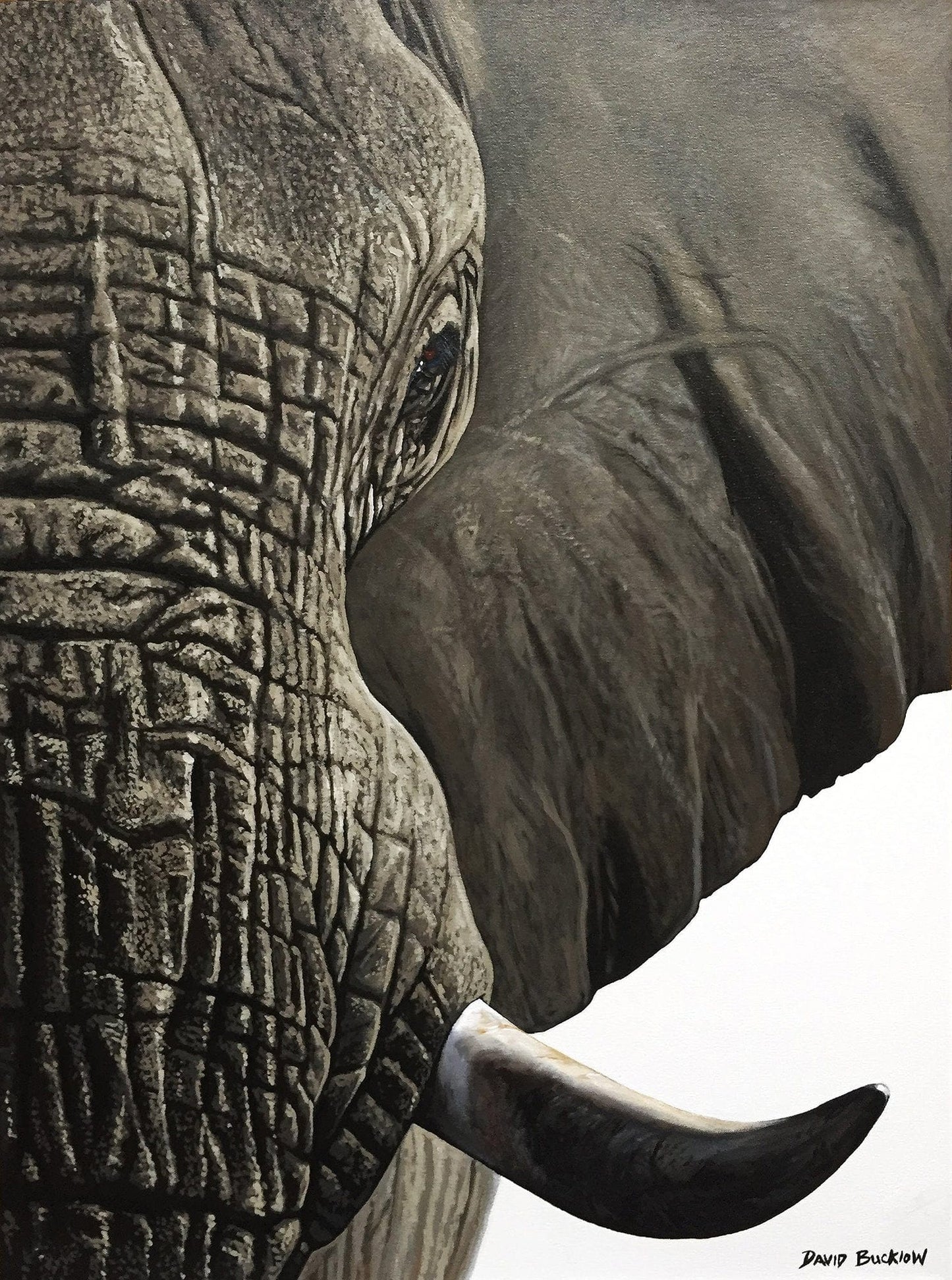 A painting of an African Elephant entitled Gentle Giant by South African Artist David Bucklow