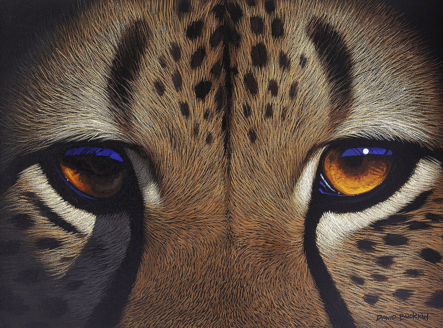 A fine art print of a cheetah's eyes up close painted by artist David Bucklow