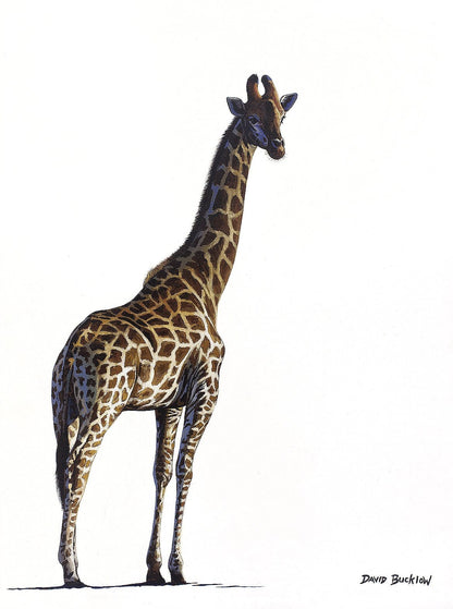 South African Limited Editions by David Bucklow - Standing Tall - Giraffe - Fine Art Portfolio