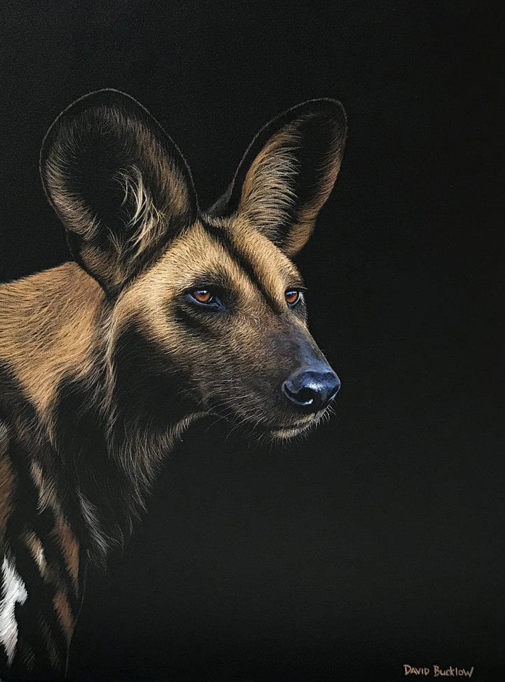 Oscar the Wild Dog
