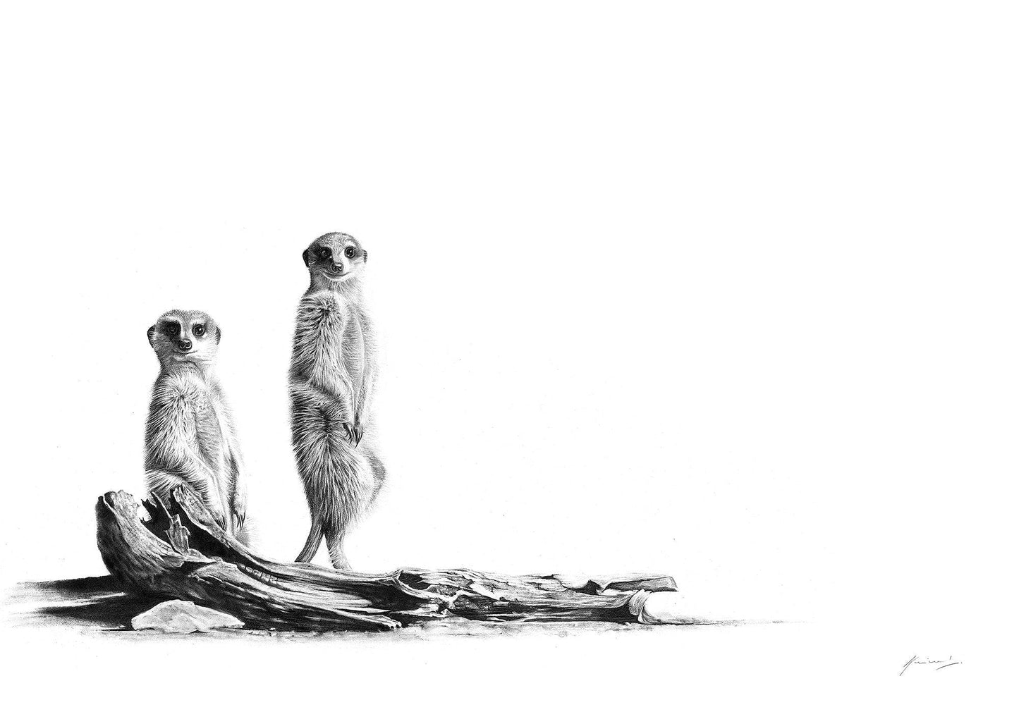 Meerkat Pencil Sketch Artwork by South Africa Artist Vincent Reid