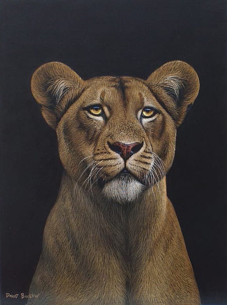 Got my Attention | Lioness