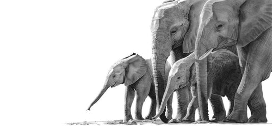 Pamwe Chete | Elephants
