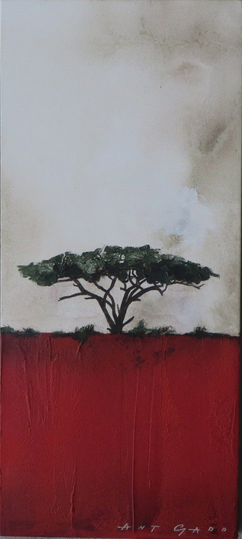 The Umbrella Thorn Tree