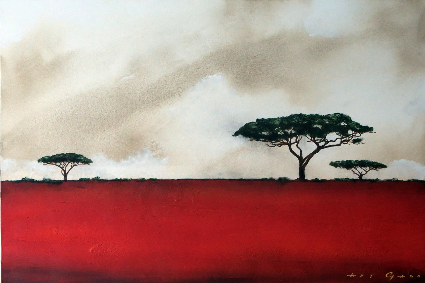 The Red Acacias