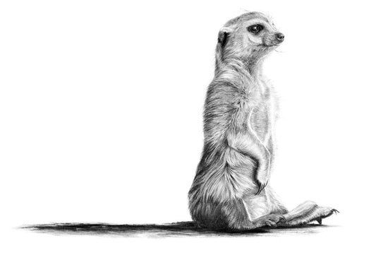 Contemplation | Meerkat