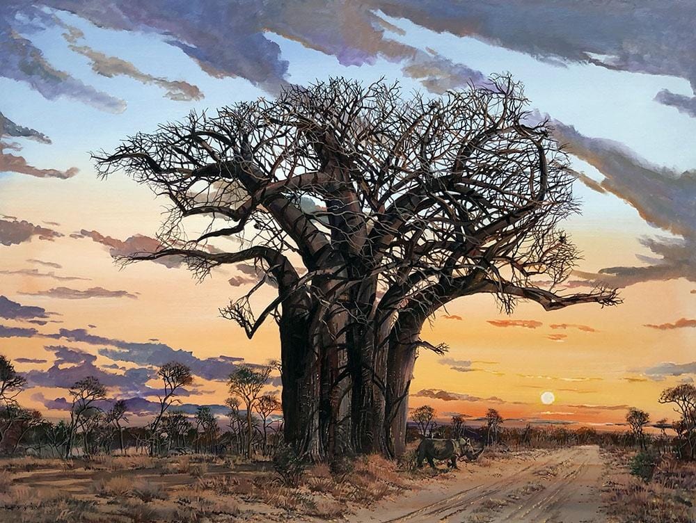 Baobab In The Kruger