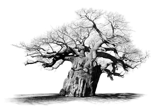Leaning Timabvati Sentinel | Baobab Tree
