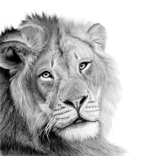 Shumba | Male Lion