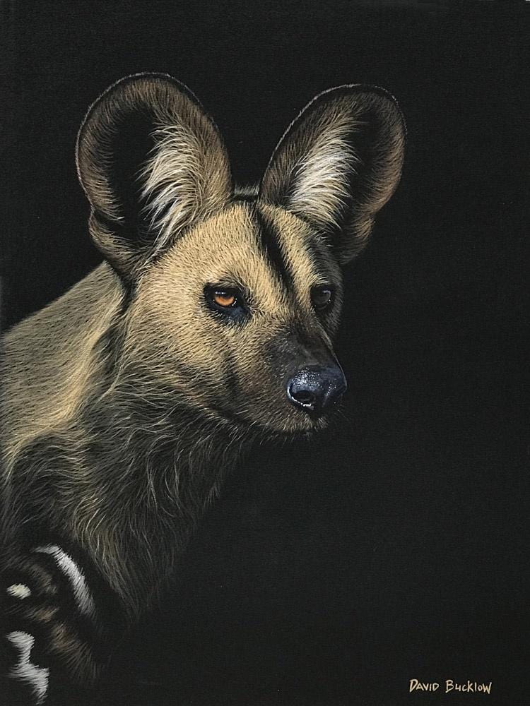 Painted Wolf | Wild Dog