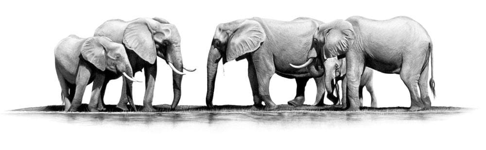 Matusadona Clan | Elephant Herd