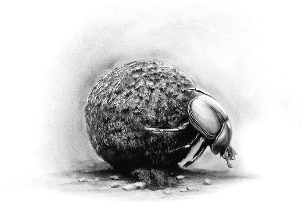 On the Job | Dung Beetle near Ground