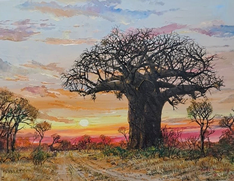 Sunlit Baobab Tree