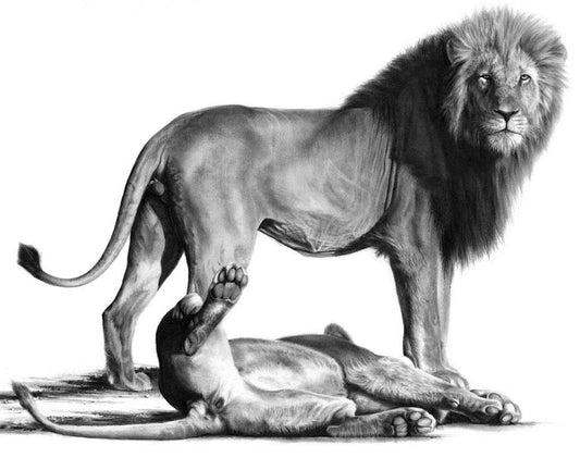 Dominus | Male Lion