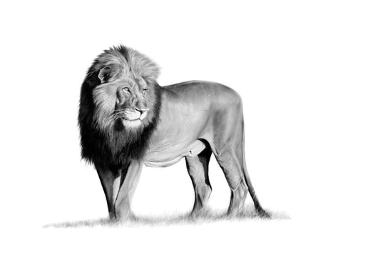 Ingonyama | Lion