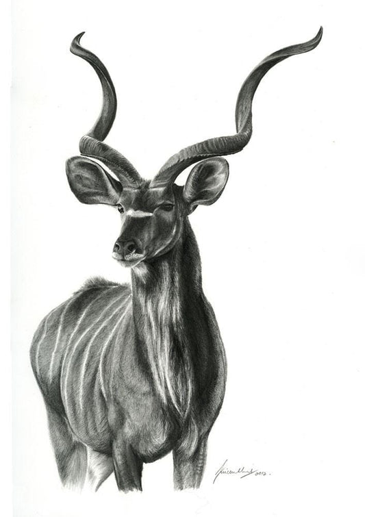 Nhoro | Kudu