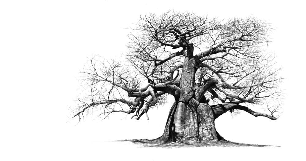 Modiwana Tree Mowana | Baobab Tree – Fine Art Portfolio