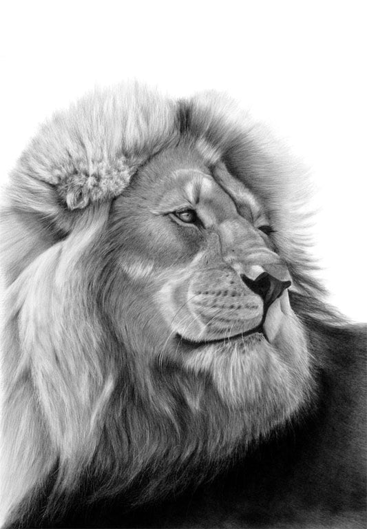Kgosi | Male Lion