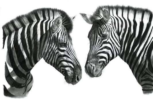 Indaba | Zebras