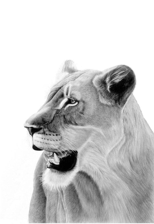 Kgosigadi | Lioness