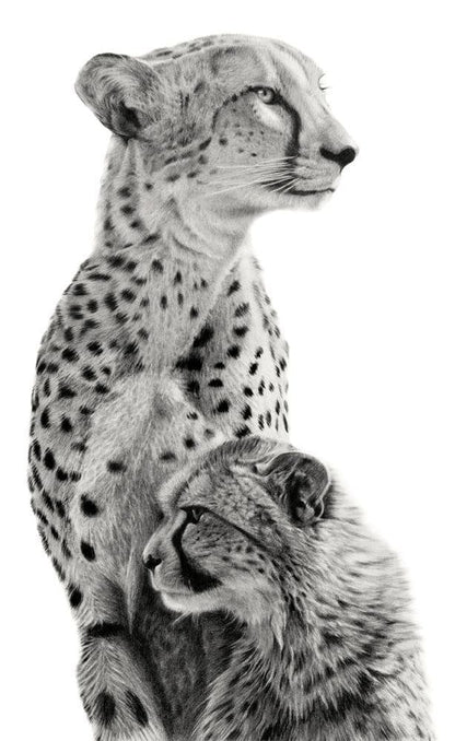 Sanctuary | Cheetahs