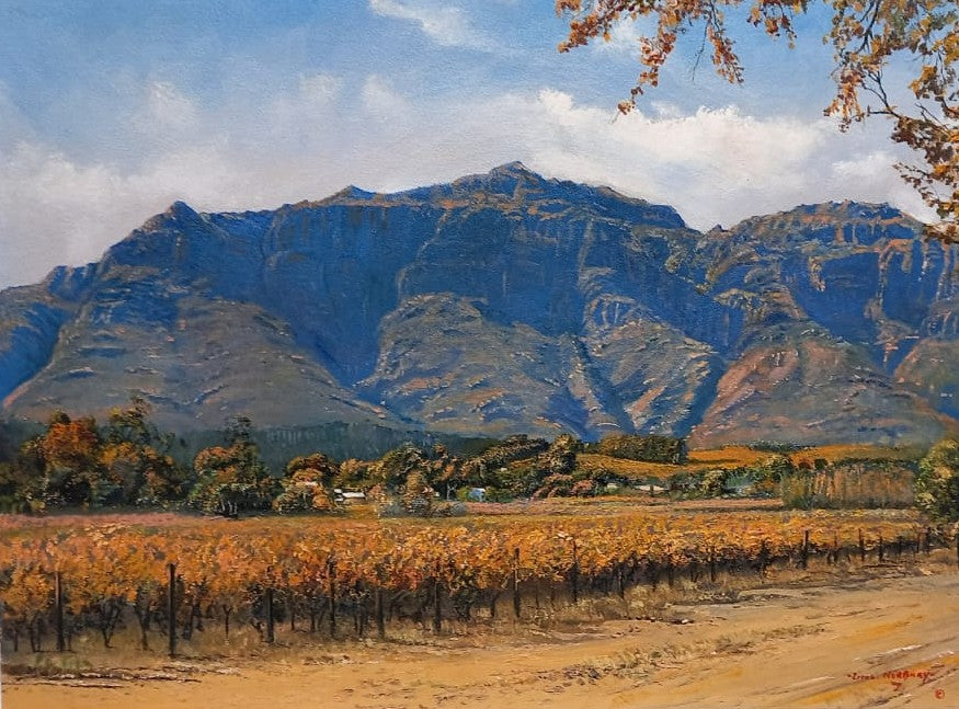 Blaauwklippen - Stellenbosch