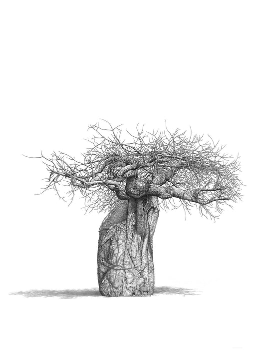 Pencil Sketch artwork print of a Baobab Tree with a warthog by artist Bowen Boshier