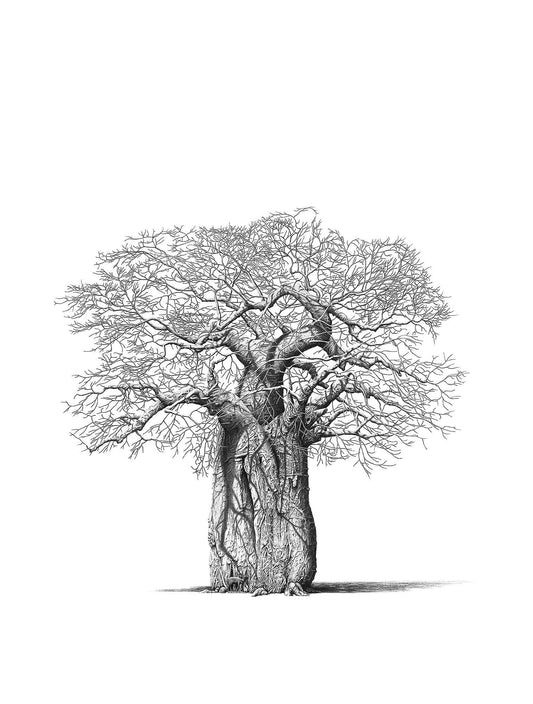 Bowen Boshier pencil sketch print of a Baobab Tree with a bush buck.