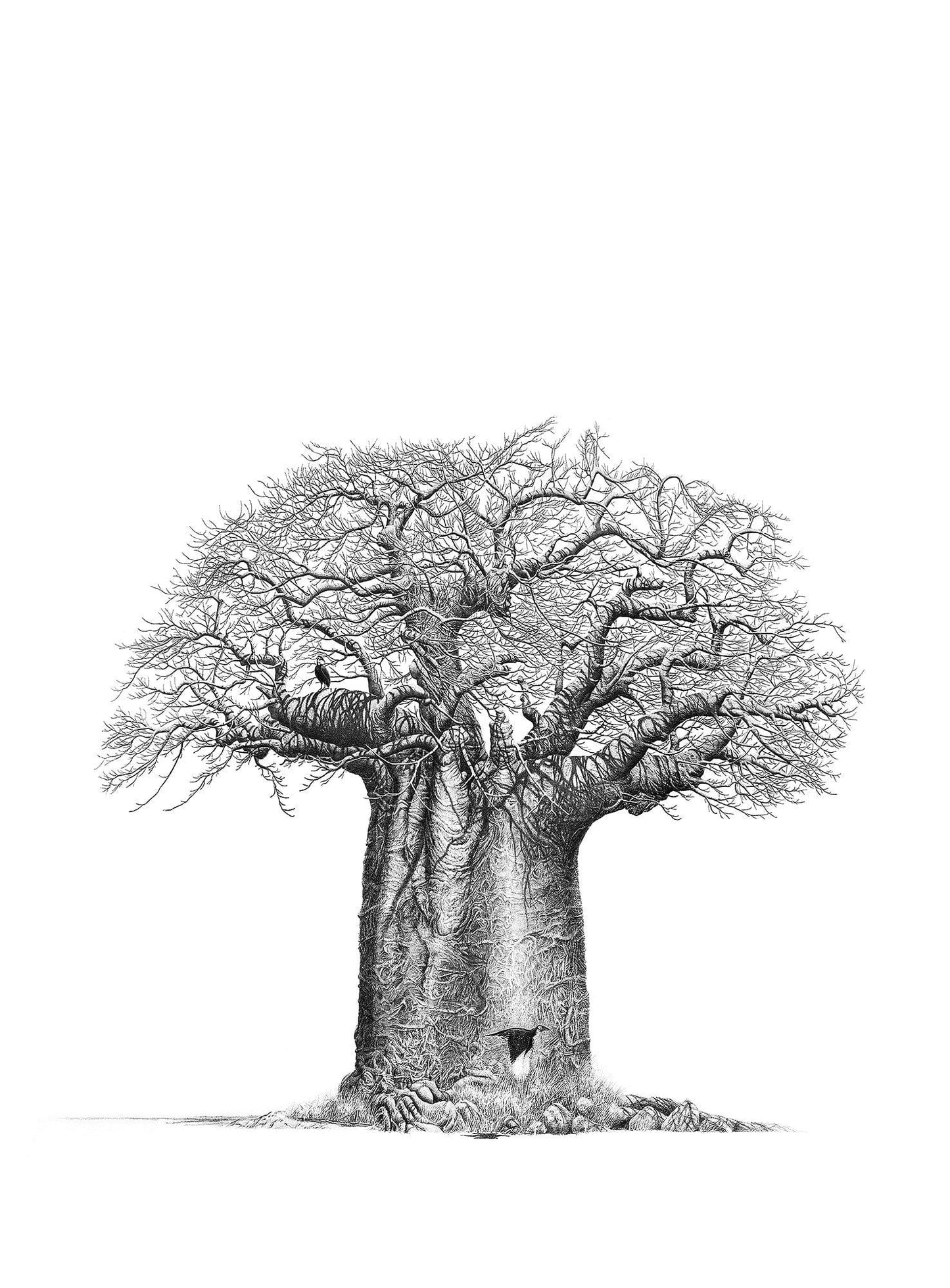 Baobab Tree Drawing by artist Bowen Boshier