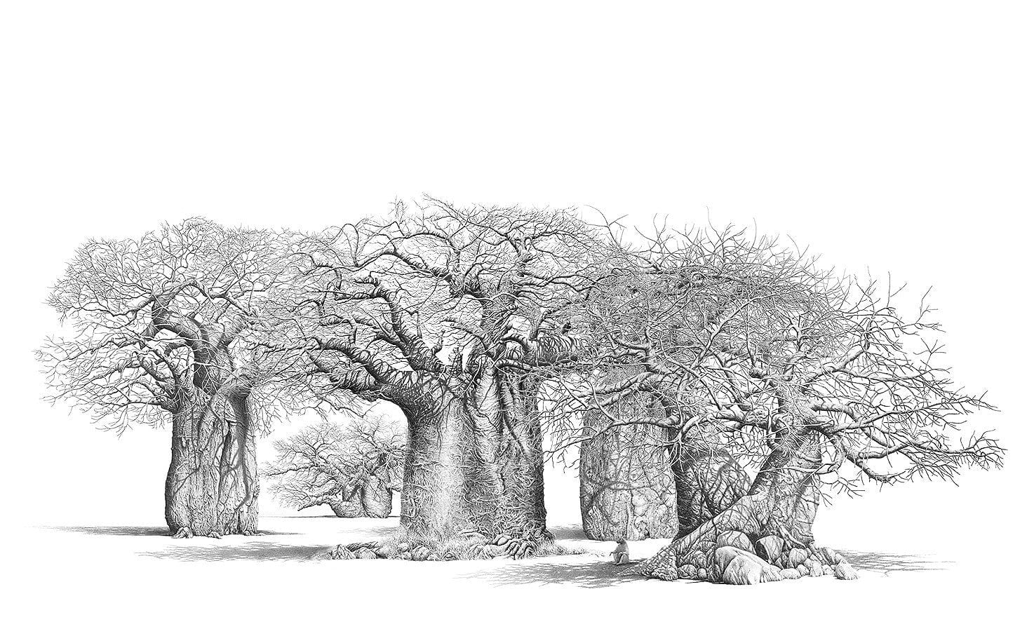 South African Limited Editions by Bowen Boshier - Baobab Trees - The Sacred Grove - Fine Art Portfolio