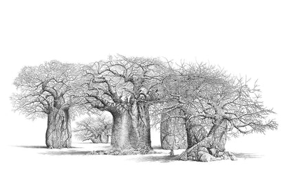 South African Limited Editions by Bowen Boshier - Baobab Trees - The Sacred Grove - Fine Art Portfolio