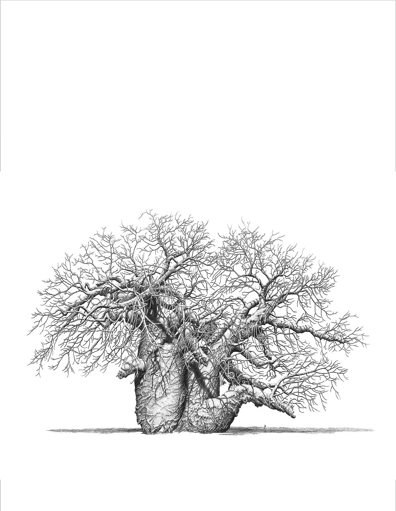 Baobab Tree Art by Bowen Boshier featuring a Baobab Tree with a Crow