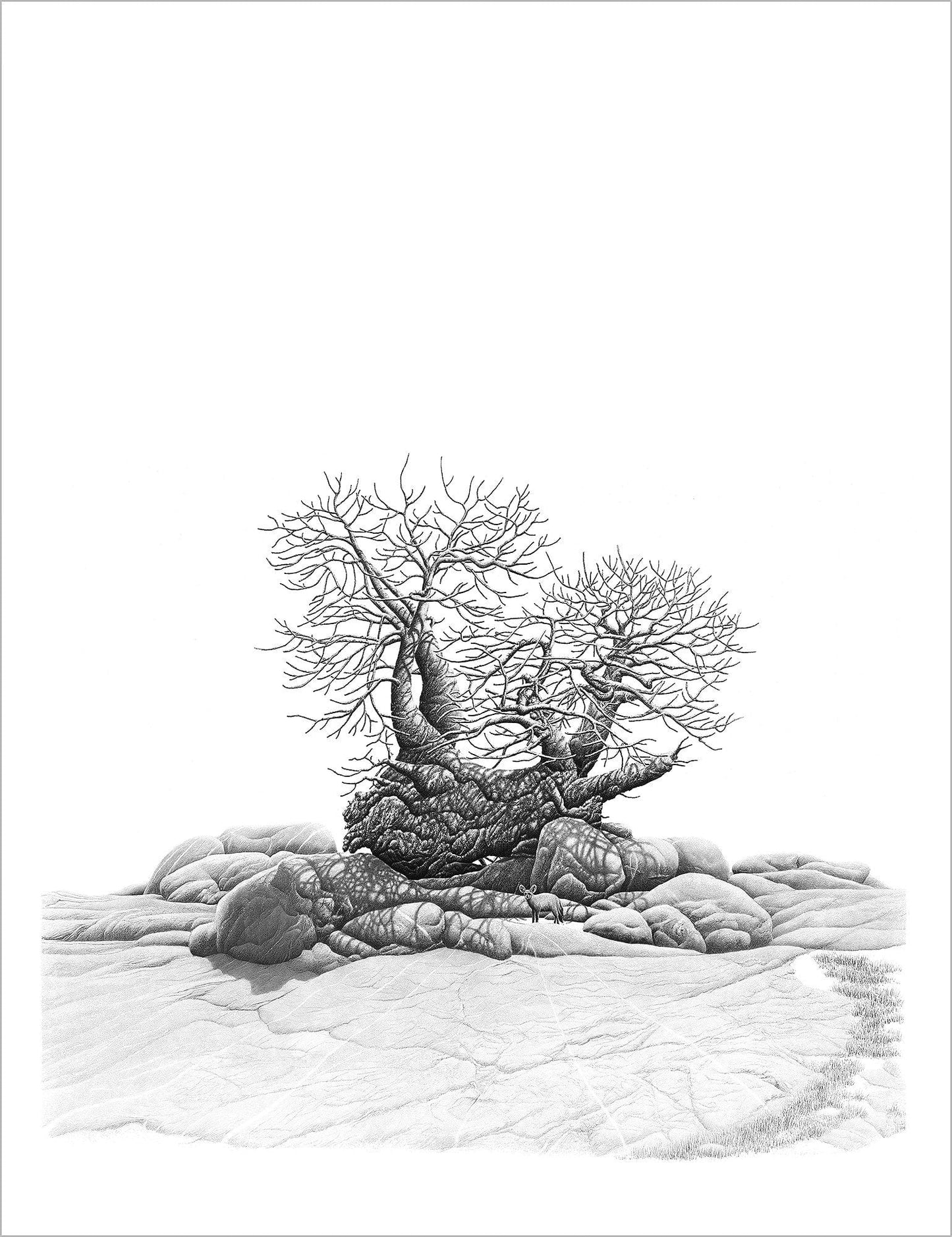 South African Limited Editions by Bowen Boshier - Baobab Tree - Still Life with Bat-eared Fox - Fine Art Portfolio