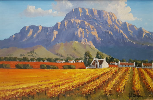 Cape Vineyards in the Morning