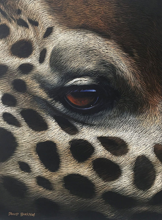 South African Original Art by David Bucklow - Giraffe up Close - Fine Art Portfolio