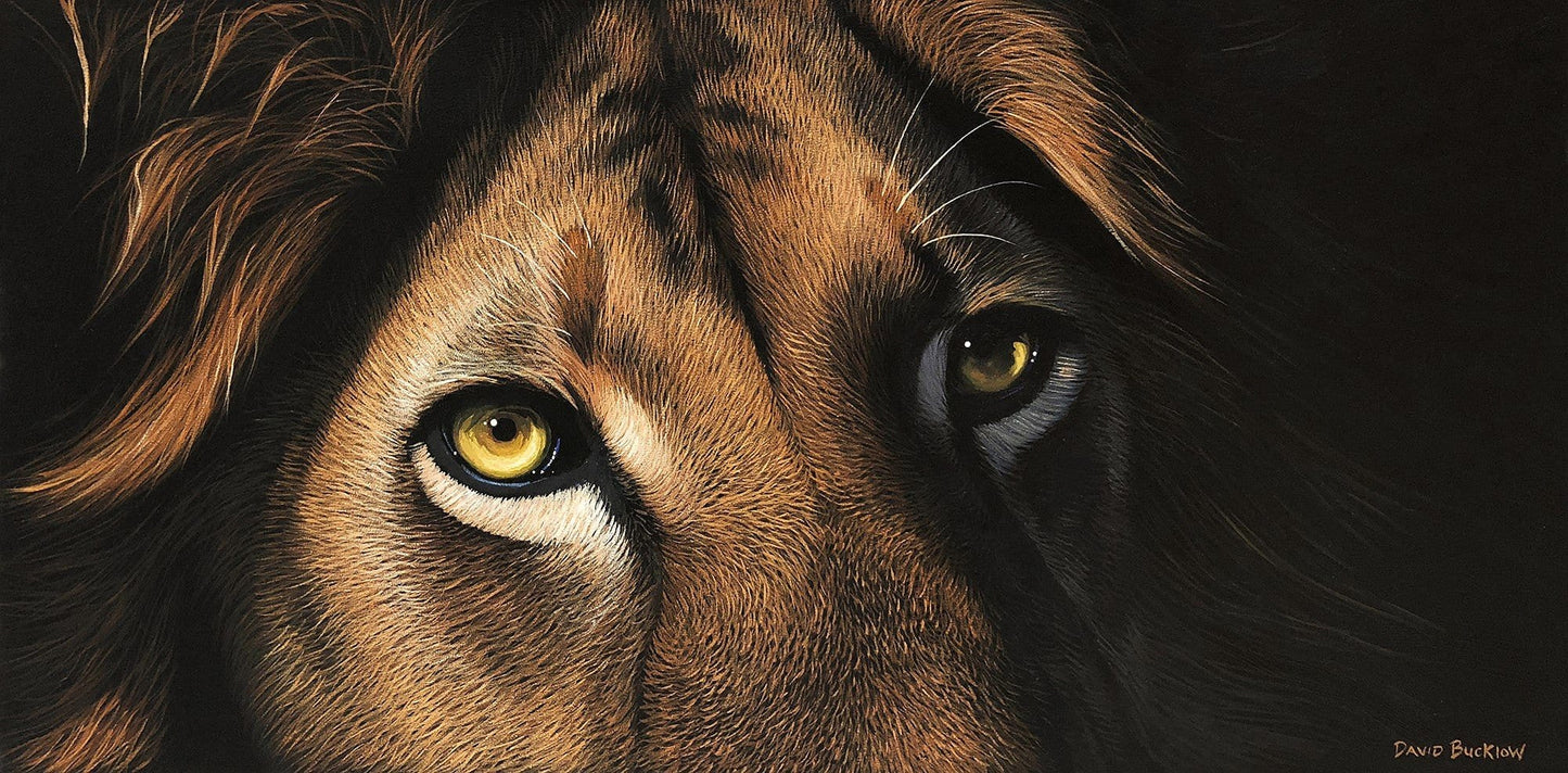 South African Original Art by David Bucklow - Watching You - Male Lion - Fine Art Portfolio