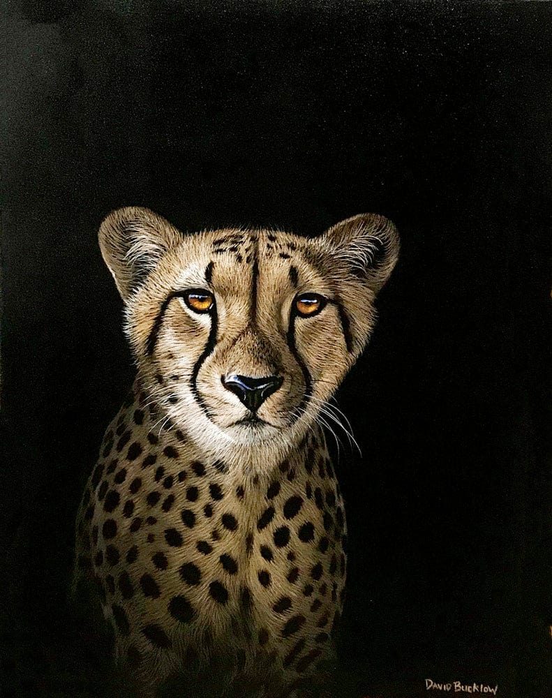 Chase the Cheetah | Cheetah