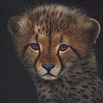 Fuzzball the Cheetah Cub