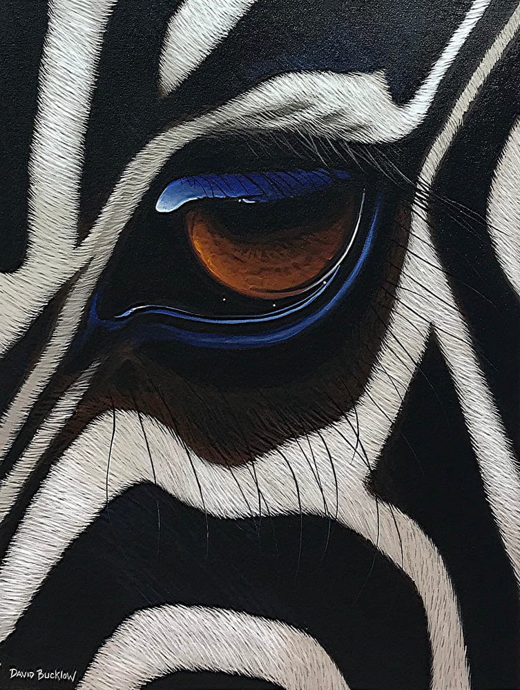 The Zebra's Gaze