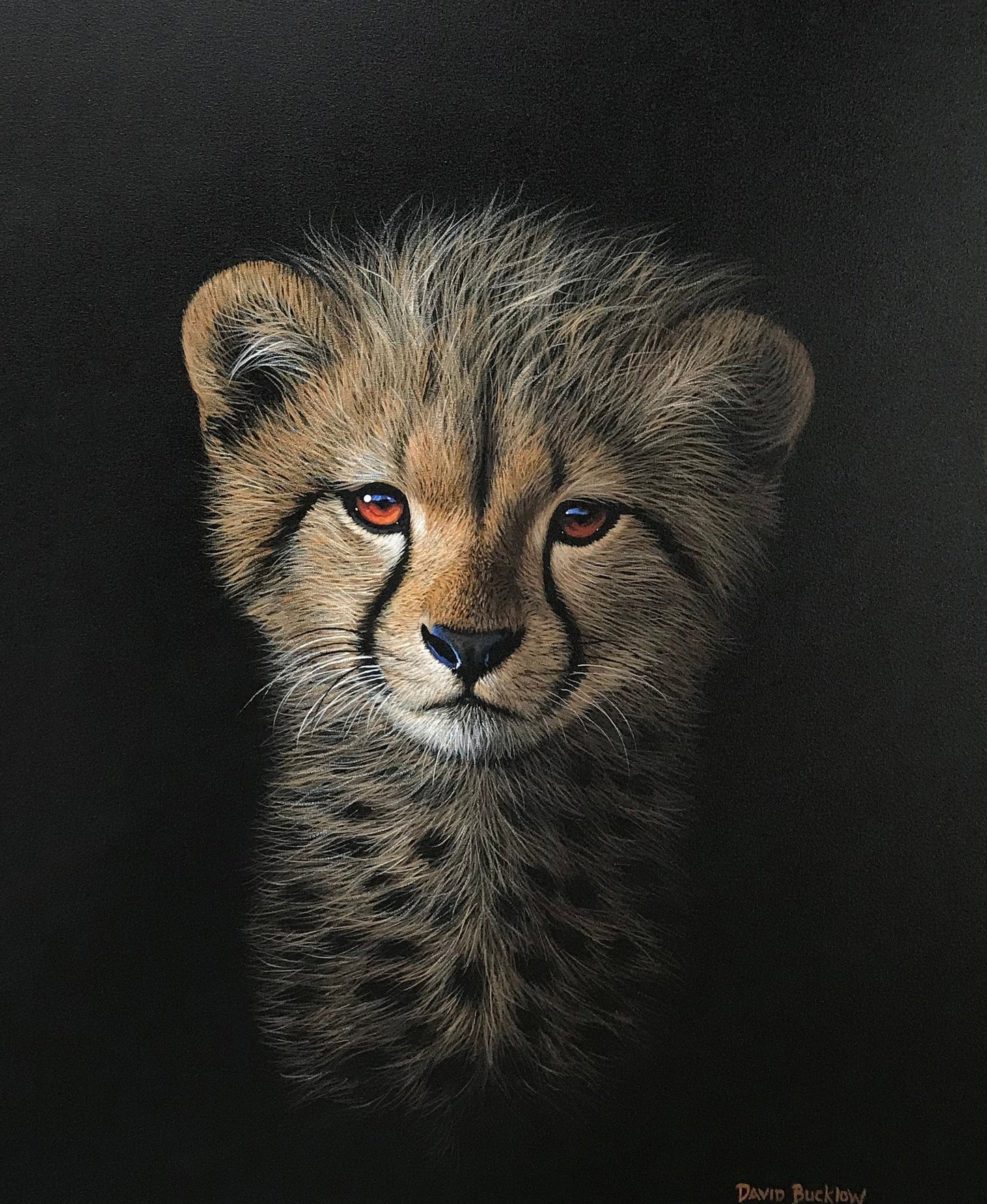 Kuba the Cheetah Cub