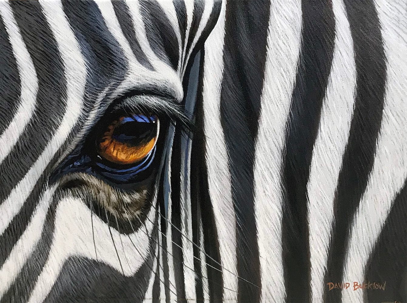 The Dazzling Eye | Zebra Eye