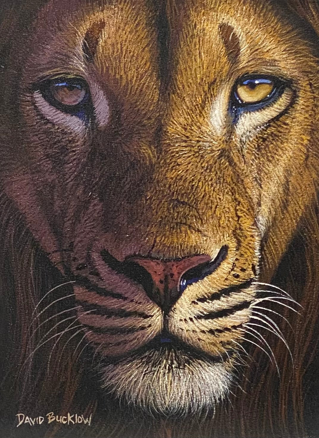 Simba Fine The Face of Simba – Fine Art Portfolio