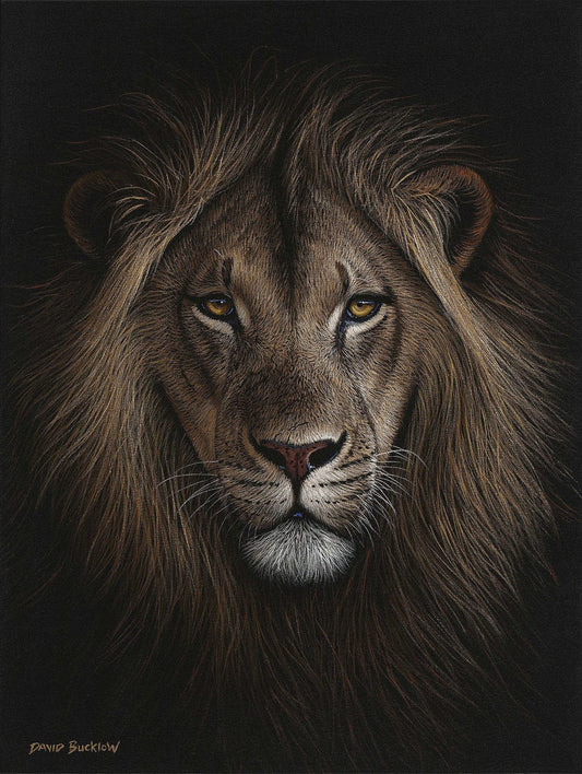 South African Limited Editions by David Bucklow - His Majesty - Male Lion - Fine Art Portfolio