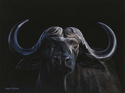 A fine art print of a Buffalo by artist David Bucklow entitled Nyati