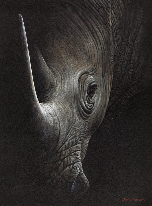 South African Limited Editions by David Bucklow - In the Shadows - Rhino - Fine Art Portfolio