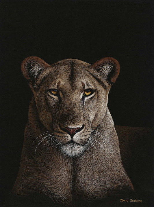 Lion Print entitled My Queen - Lioness by Wildlife Artist David Bucklow