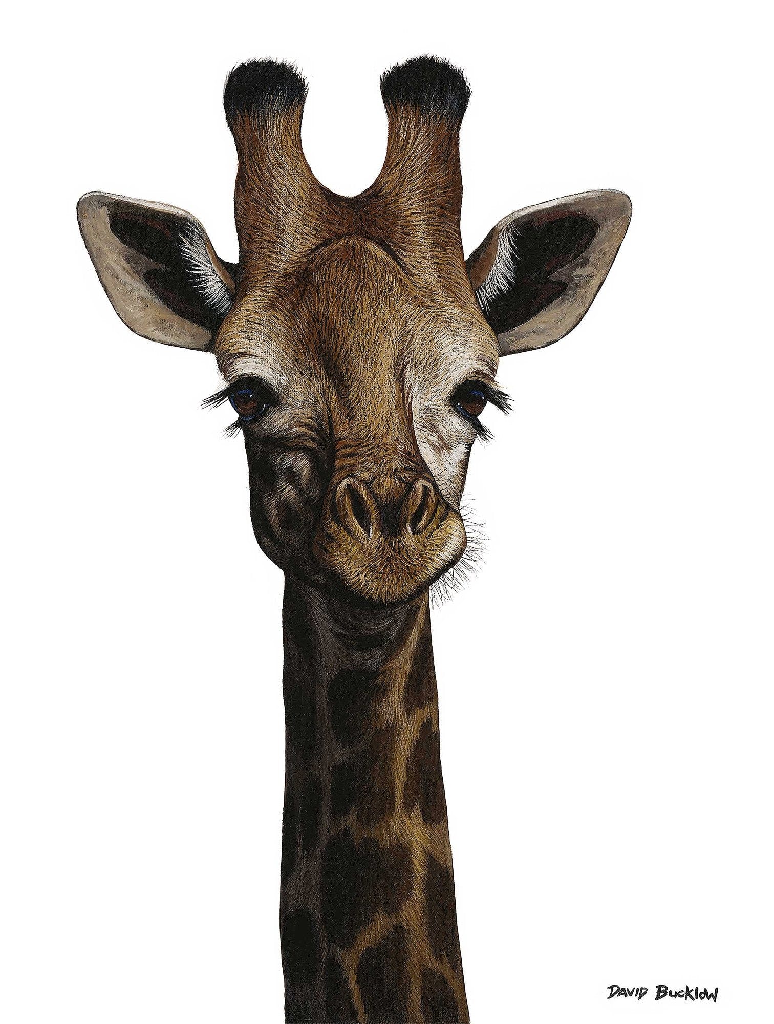 South African Limited Editions by David Bucklow - Graceful One- Giraffe - Fine Art Portfolio