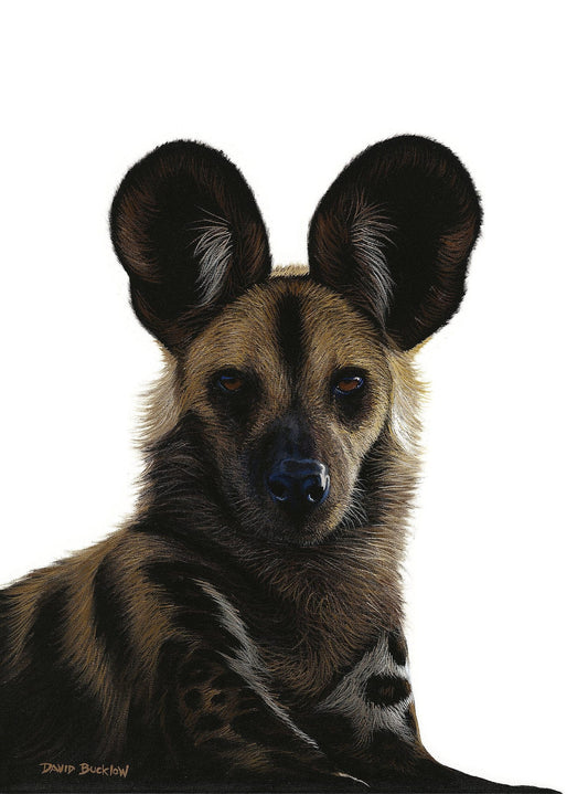 South African Limited Editions by David Bucklow - Leader of the Pack - Wild Dog - Fine Art Portfolio