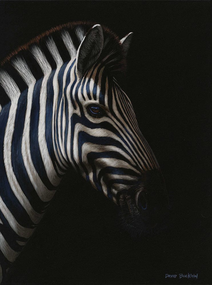 Indube | Zebra